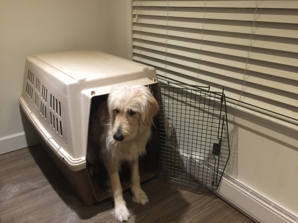 Free 3D file Petmate latch hinge・3D printer model to download・Cults